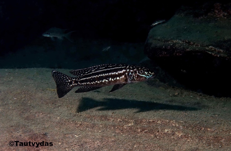Lepidiolamprologus kendalli 'Cape Kabayeye'